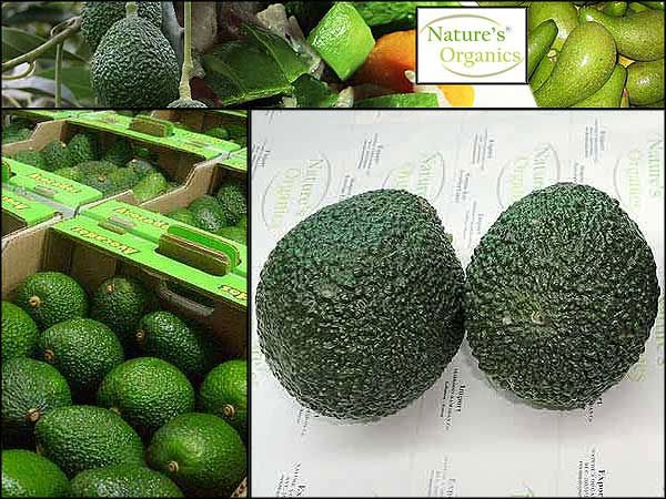 Hass Avocado