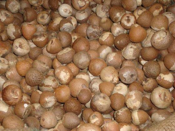 all  types  of  nuts 