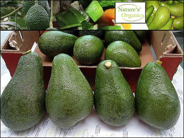 Delicius fresh fuerte avocado