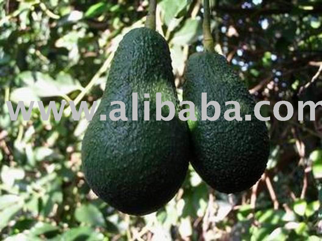AVOCADO