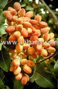 Pistachio Nuts