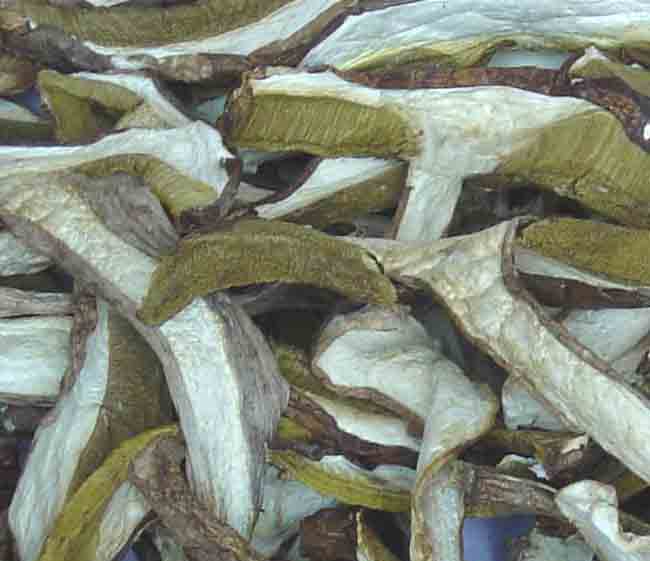Mushrooms : Boletus Edulis