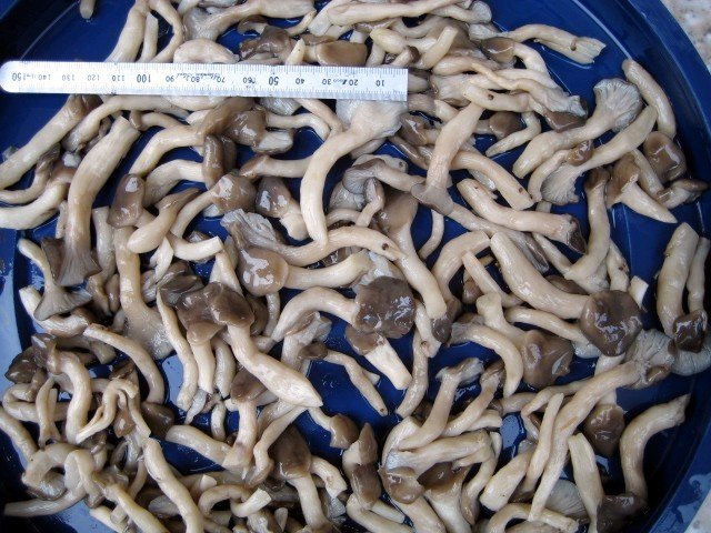  Shimeji  in  brine 