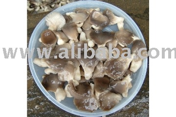  Salted   Oyster   Mushroom 