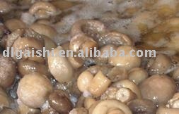  salted  champignon