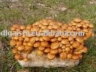  pickled   nameko  in oil