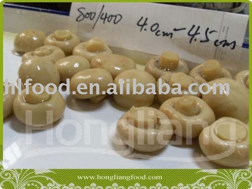 canned whole fresh champignon mushroom