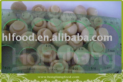White Mushroom Agaricus in Conserve in Drum