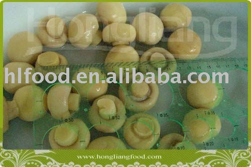 canned champignon mushroom whole
