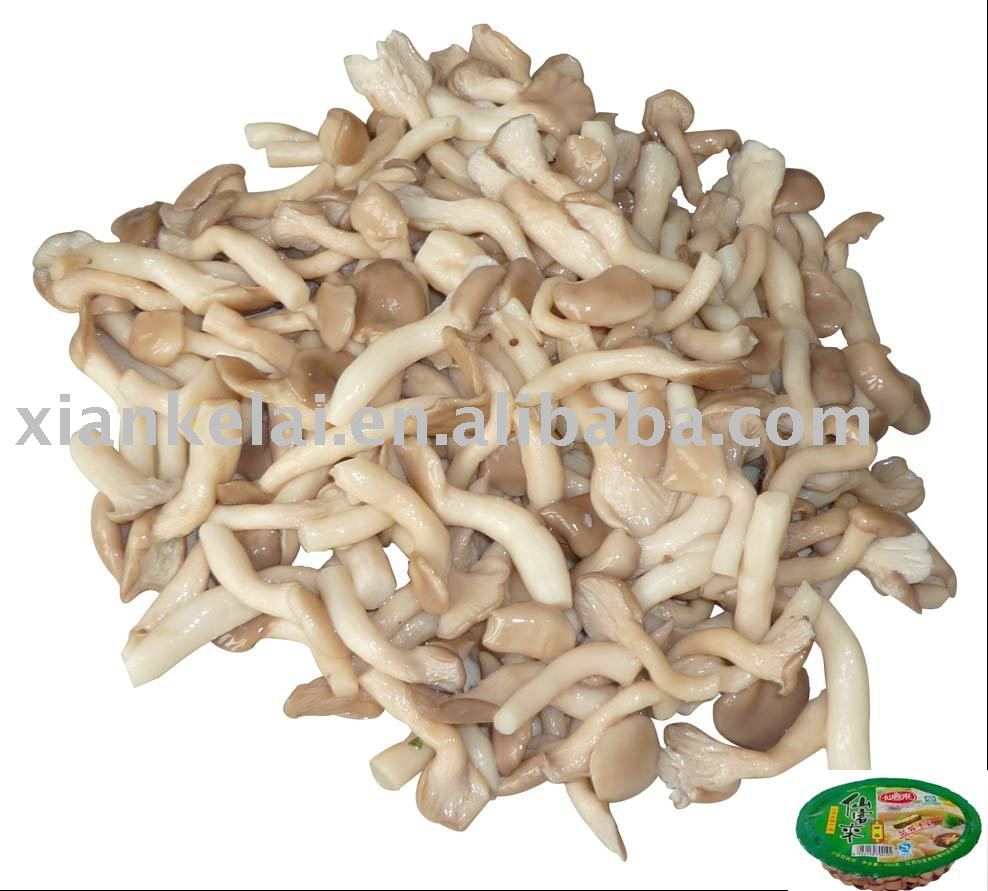 Canned  Pleurotus   Mushroom 