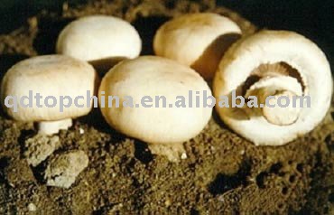 Canned Button  Mushroom