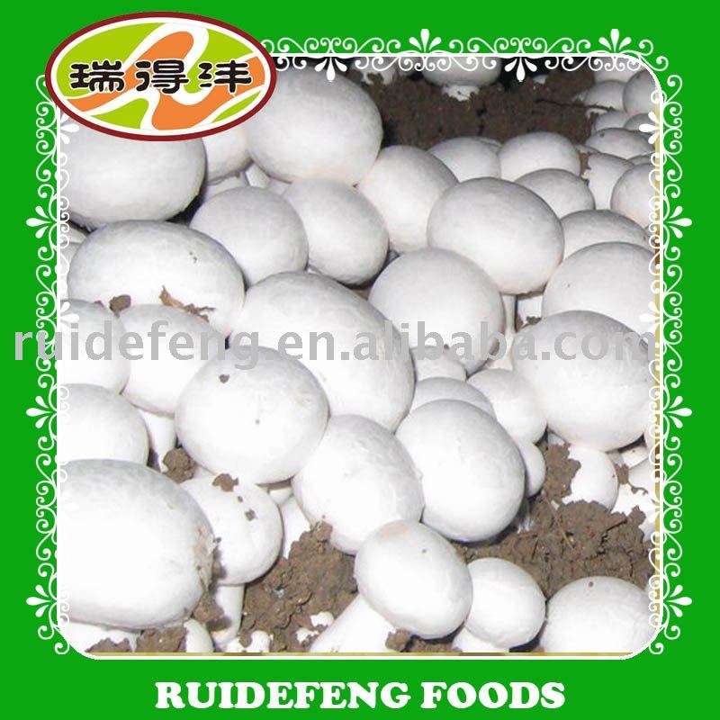 canned champignon  mushrooms wholes in brine