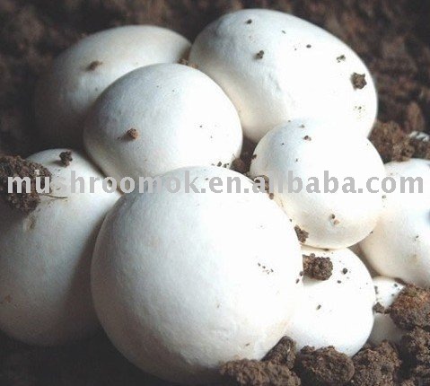 canned mushroom whole (champignon mushroom)