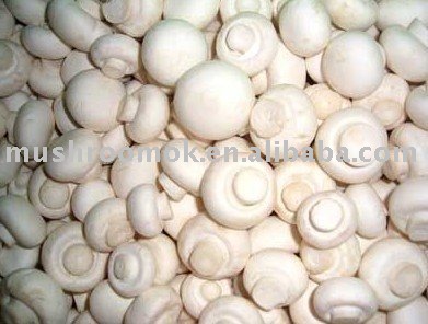 Botton mushroom
