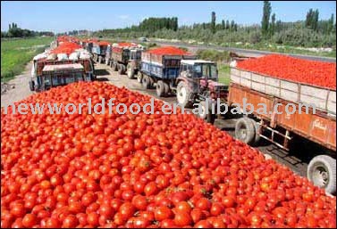  30 - 32 %  hot   break   Tomato   Paste 