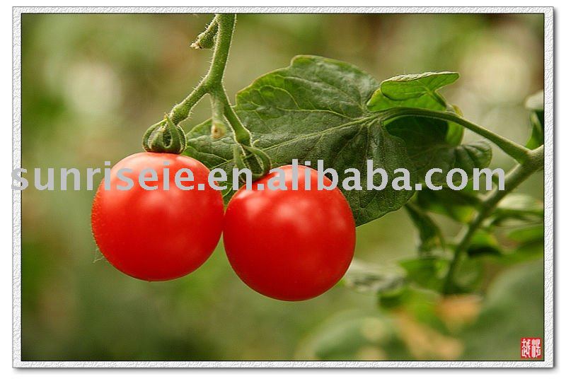 tomato paste 28-30%
