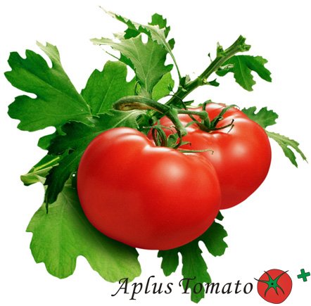 tomato paste 28-30% HB/tomato puree for canned food industry/tomato paste in iron drum