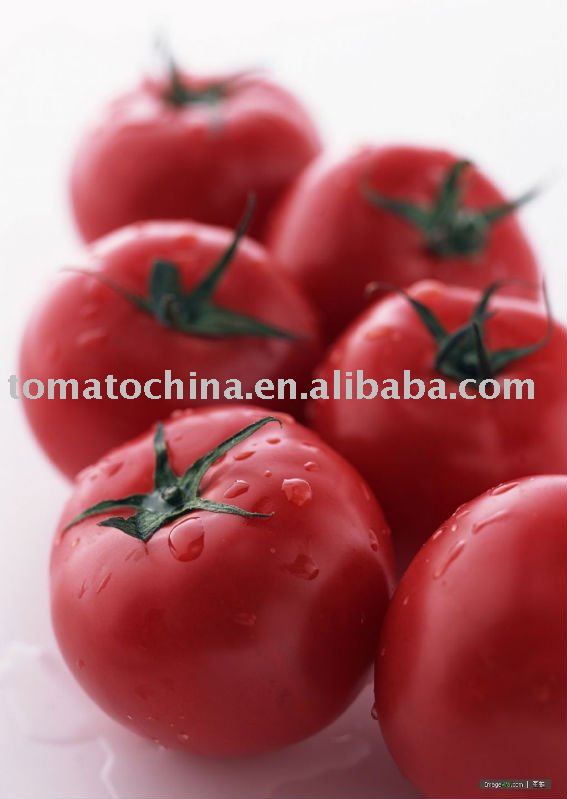 chinese 28-30%brix 800g original packed canned tomato paste