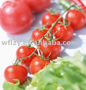 2010 crop Cold break tomato paste with drum packing