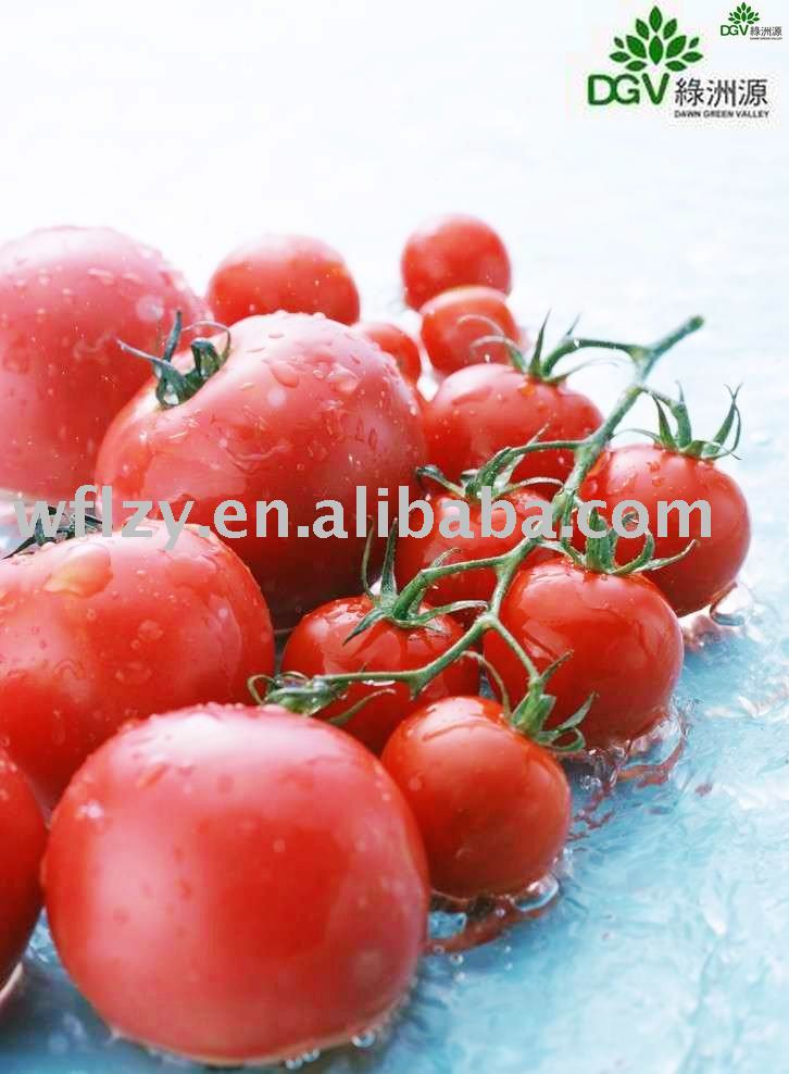 235kg drum packing tomato paste wholesales