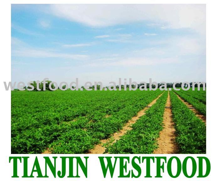 aseptic double concentrate tomato paste in drum(220L) 2010 crop