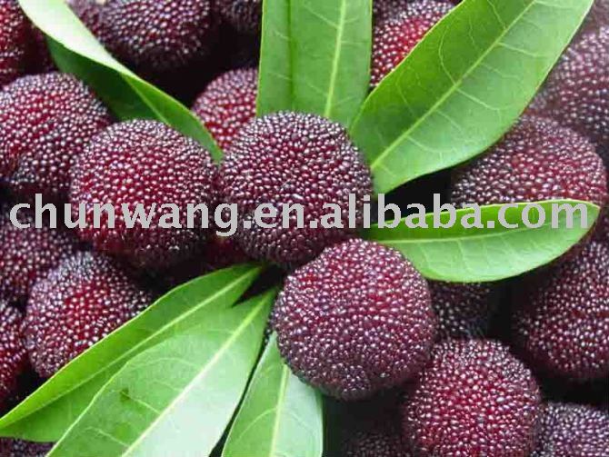 ARBUTUS/ Bayberry / Fresh  arbutus