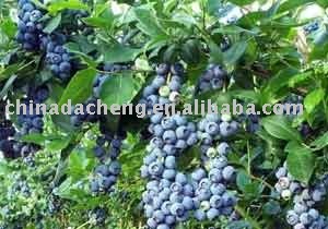 blueberry