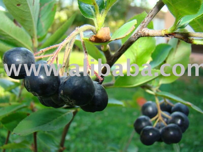 Aronia melanocarpa (Chokeberry)