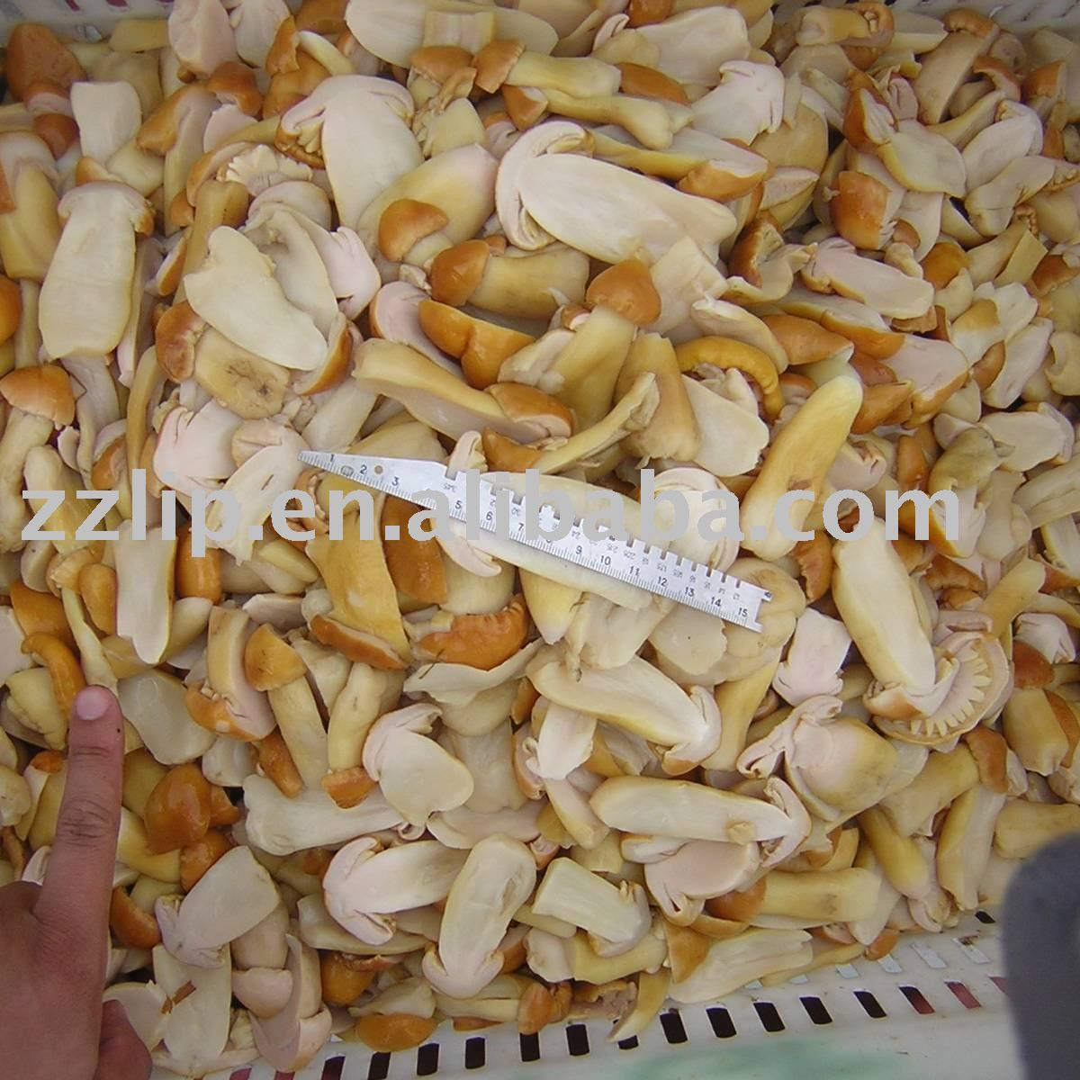 brine stropharia in drums (grade: cut half   SA1A 10-20mm)