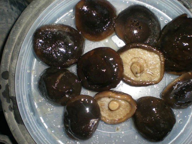  Salted   Shiitake 