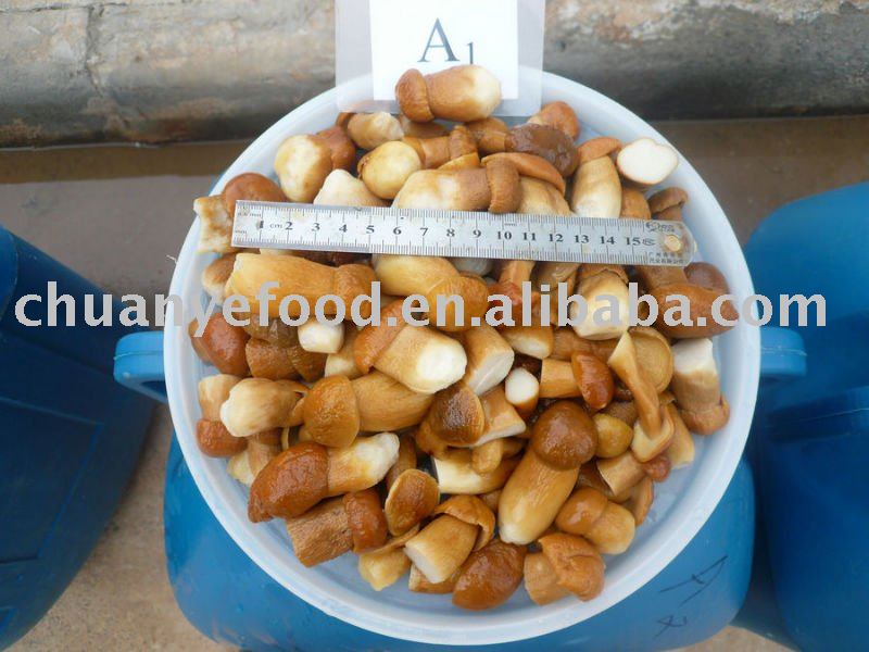whole boletus edulis mushroom in brine