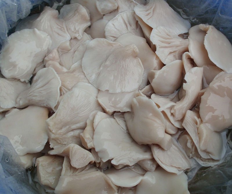 Supply  brine   oyster   mushroom 