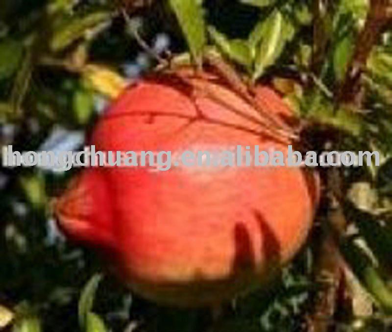 Red fresh pomegranate