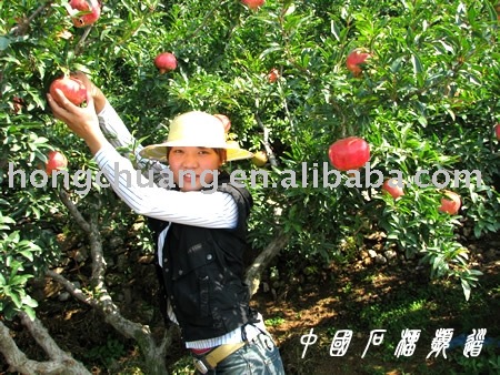 fresh pomegranate