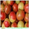red pomegranate