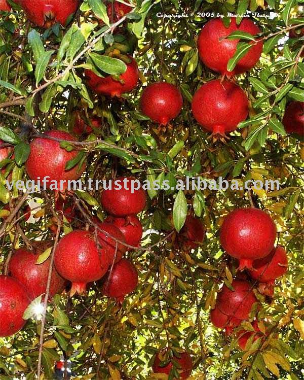 Pomegranate
