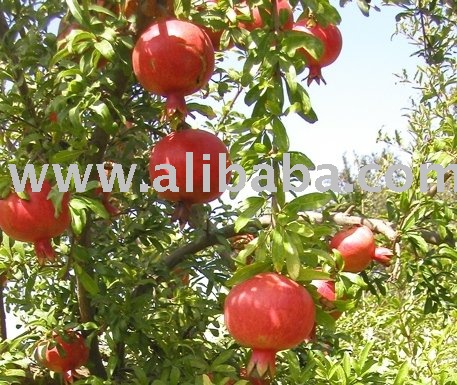 Quality Fresh Pomegranate and Pomegranate Powder for sale