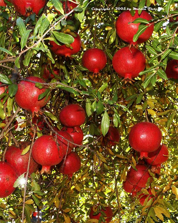pomegranate