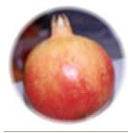 POMEGRANATE--GANESH