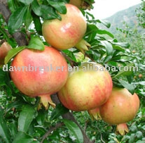 Pomegranate ( fresh pomegranate / sweet pomegranate )