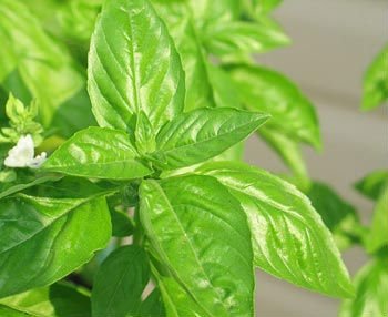 basil oil Egypt as required by buyer price supplier 21food