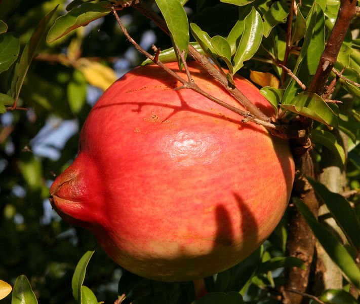 Pomegranates right from Gardens