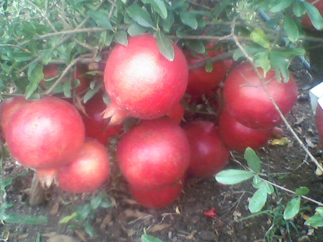 Fresh Pomegranate