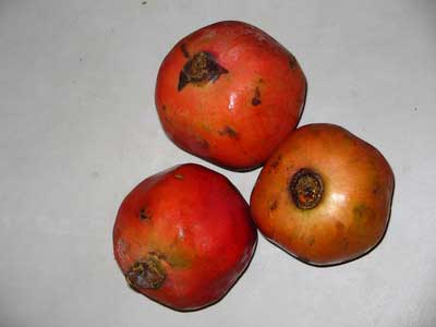 High Quality Indian Pomegranates