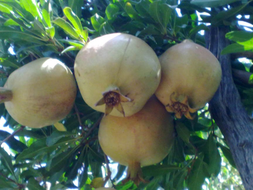 Pomegranate
