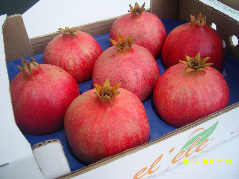 Pomegranate