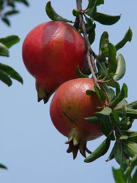 Pomegranate