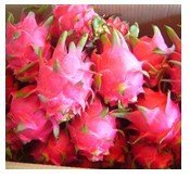 Dragon Fruit