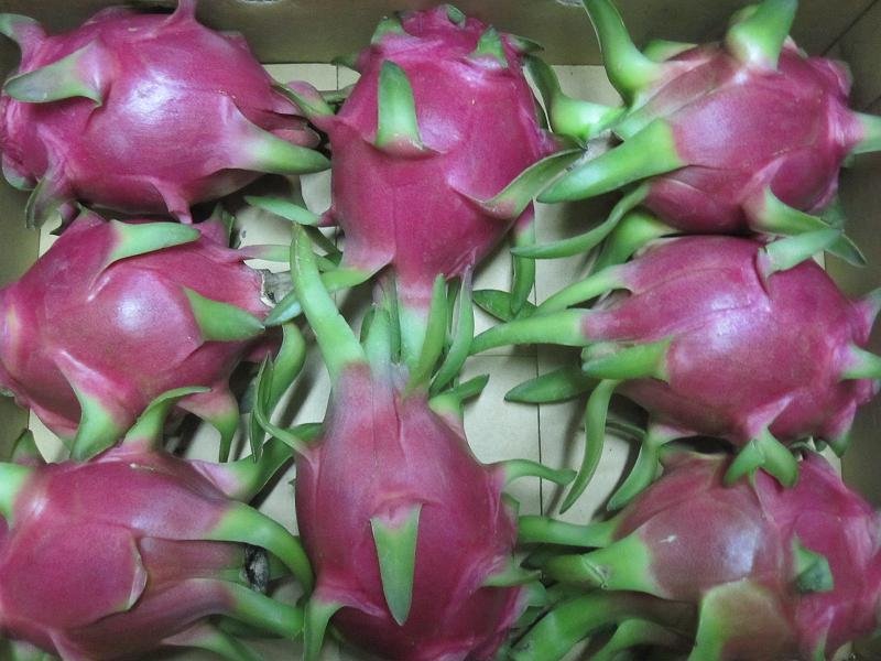 Sell Fresh Dragon fruits/Sell Fresh  Pitaya fruits