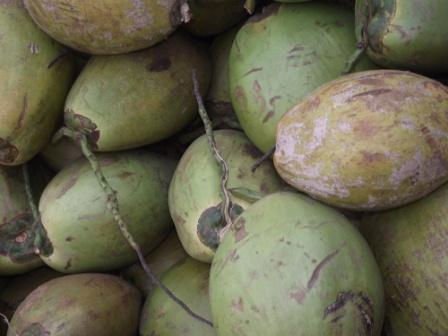 fresh coconut fruit